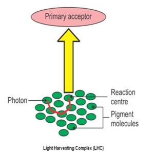 photosynthetic unit- light harvesting complex