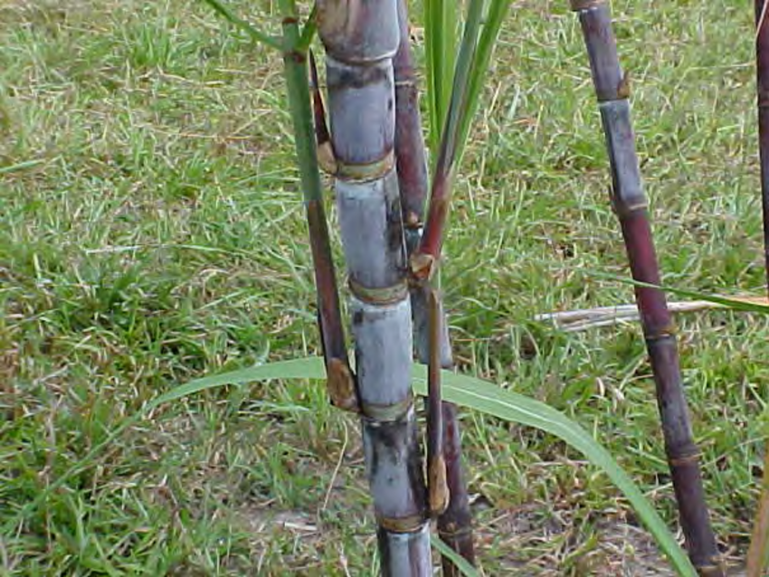 Asexual reproduction-Propagation from aerial shoot in sugarcane