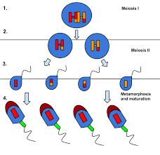 gametogenesis Schematic representation of (a) Spermatogenesis