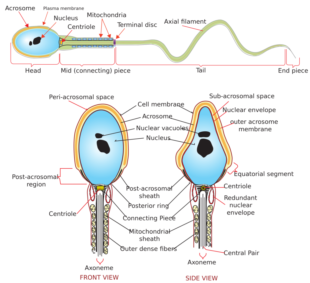 gametogenesis- Structure of a sperm