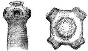 phylum platyhelminthes Tape worm