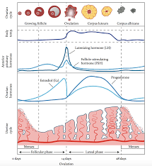 menstrual cycle-Various events during a menstrual cycle