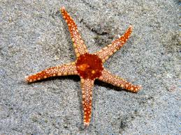 Enchinodermata starfish