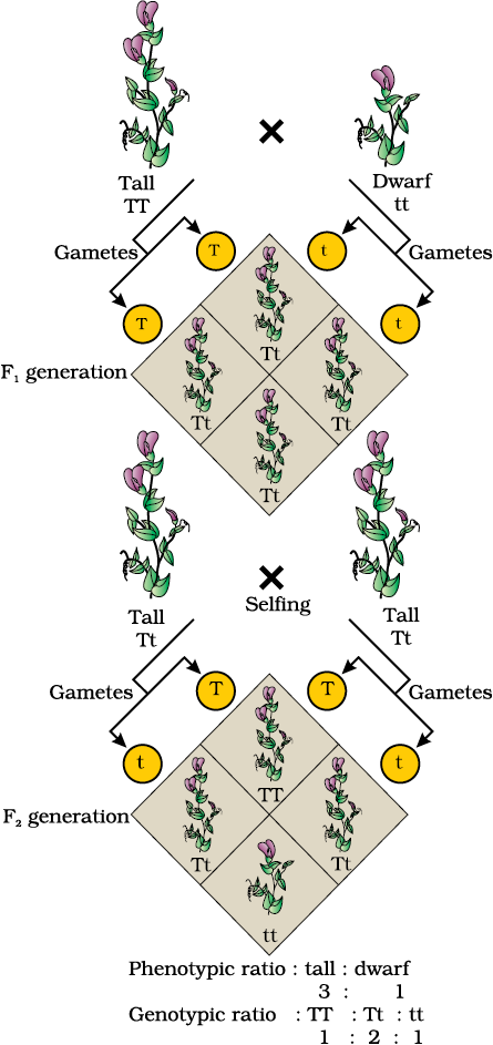 Inheritance of one gene-A punnet square used to understand a typical monohybrid cross conducted by Mendel between true-breeding tall plants and true- breeding dwarf plants