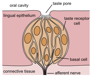 Regulation of respiration-Chemoreceptors