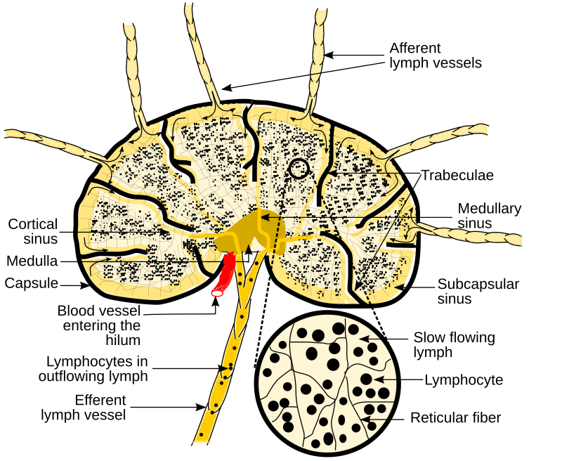 Disorder of Immune System-Diagrammatic representation of lymph nodes