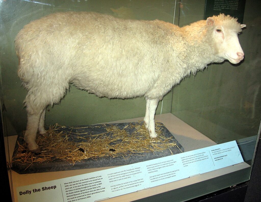 Transgenic Animals-Dolly the sheep