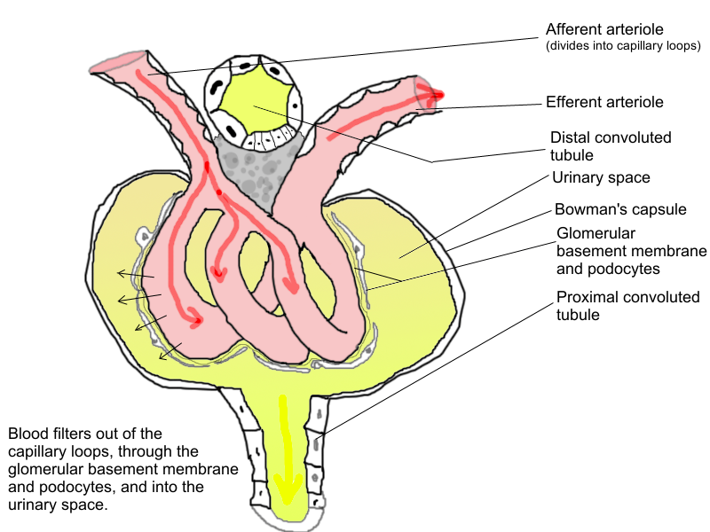 urine formation-Functional structure of the glomerular membrane