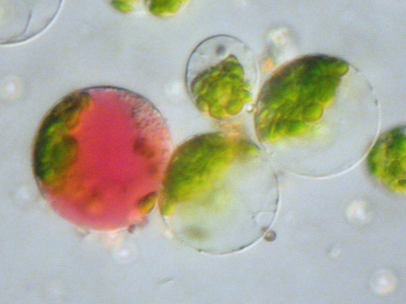 Tissue Culture-Protoplast fusion technique