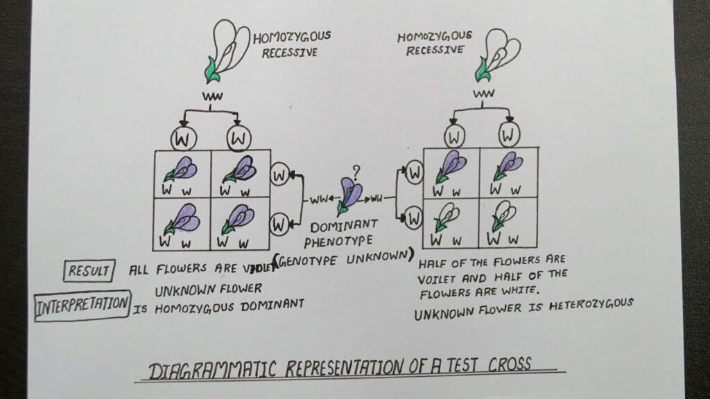 Inheritance of one gene-Representation of a test cross