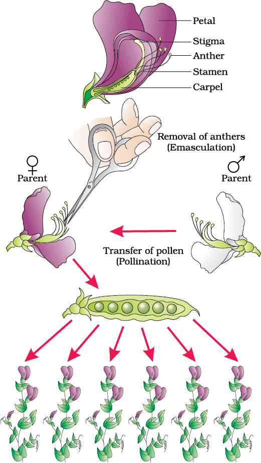 Inheritance of one gene-Steps in making a cross in pea