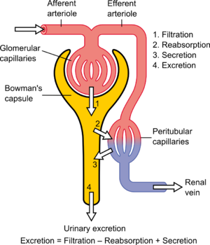 urine formation-Tubular Secretion