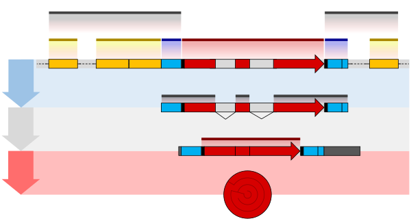 Transgenic Animals-gene