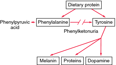 transgenic Animals-phenyketonuria