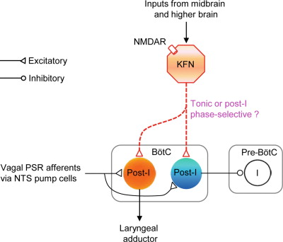 regulation of respiration-pneumotaxic center