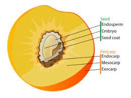 Parts of a fruit-Exocarp