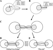 Reproduction in fungi-Karyogamy