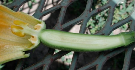 Parts of a fruit-Mesocarp