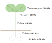 Plant water relations