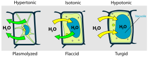 Plant water relations-Plasmolysis