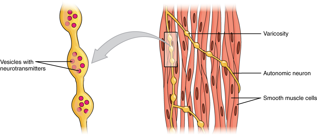 muscular tissue-Smooth muscle