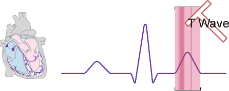 Regulation of cardiac activity-T wave heart