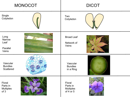 Anatomy of dicotyledonous and monocotyledonous plants-dicotyledonous