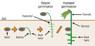 Plant growth regulators-seed germination