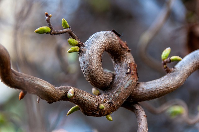 Hooke’s Law-Spring