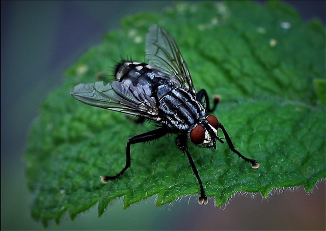 Most Important Mcqs on Kingdom Protista-Housefly
