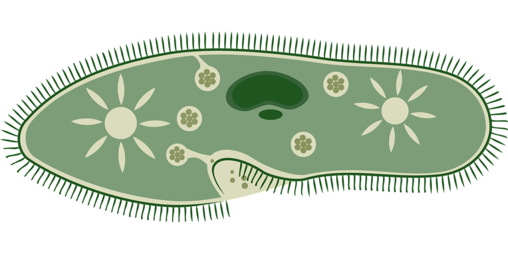 Most Important Mcqs on Kingdom Protista-Paramecium