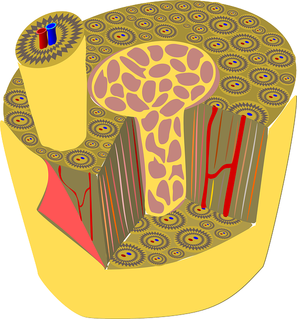 Stress-Strain Curve-Bone tissue