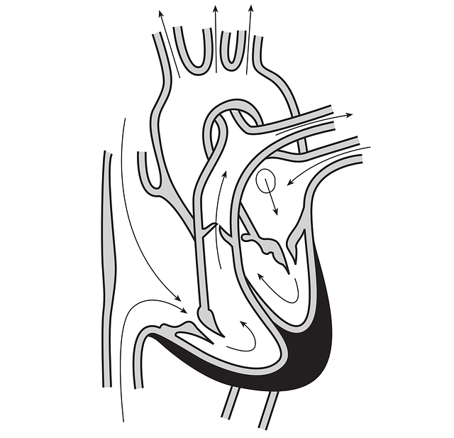 Bernoulli’s Principle-Blood flows