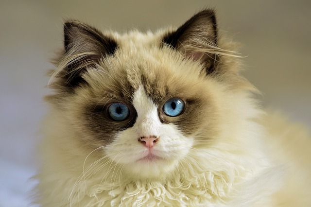 Basic Properties of Electric Charge-Cat fur