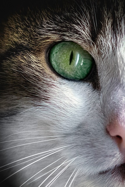 Electric Charge-Cat’s fur